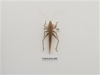 藏品(直翅目(4))的圖片